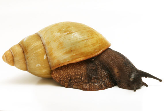 Archachatina marginata candefacta Cameroon